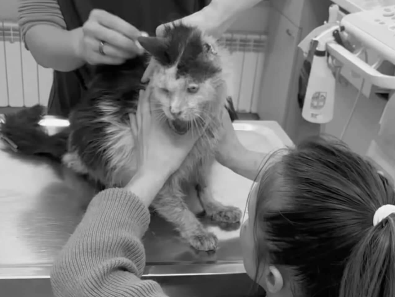 Sam at the vet clinic