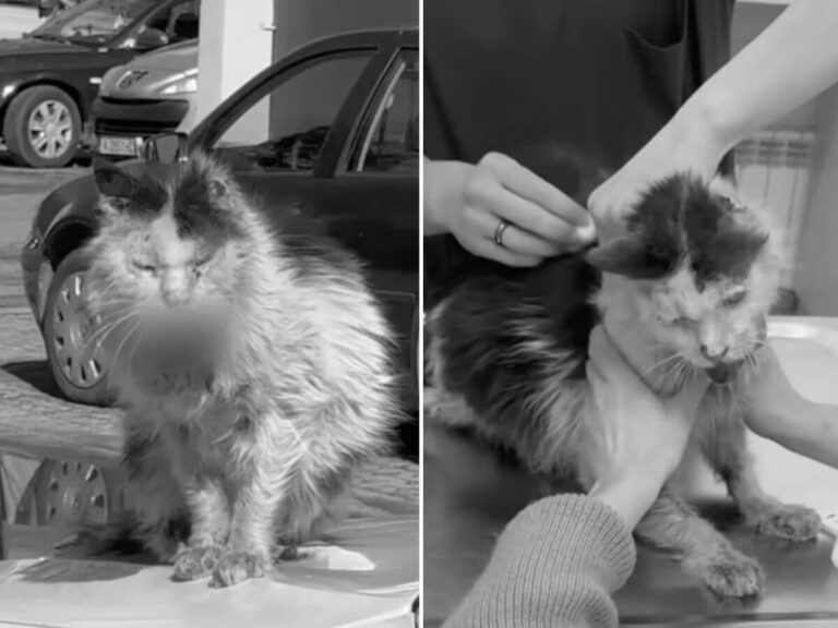 Sam rescue story