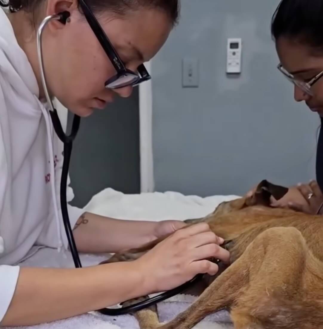 Santa in the vet hospital