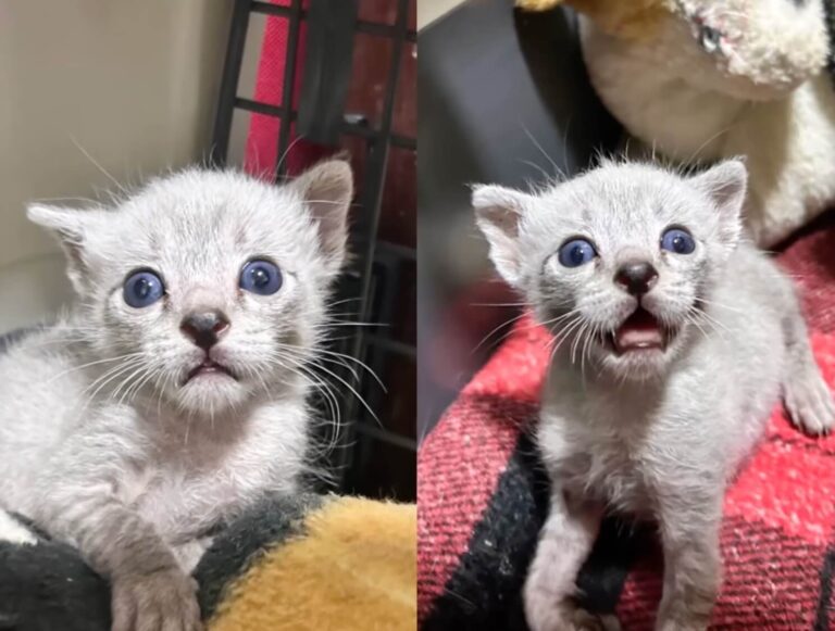 Tadeu rescue story