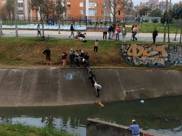 Strangers Form Human Chain to Save Trapped Dog From Canal