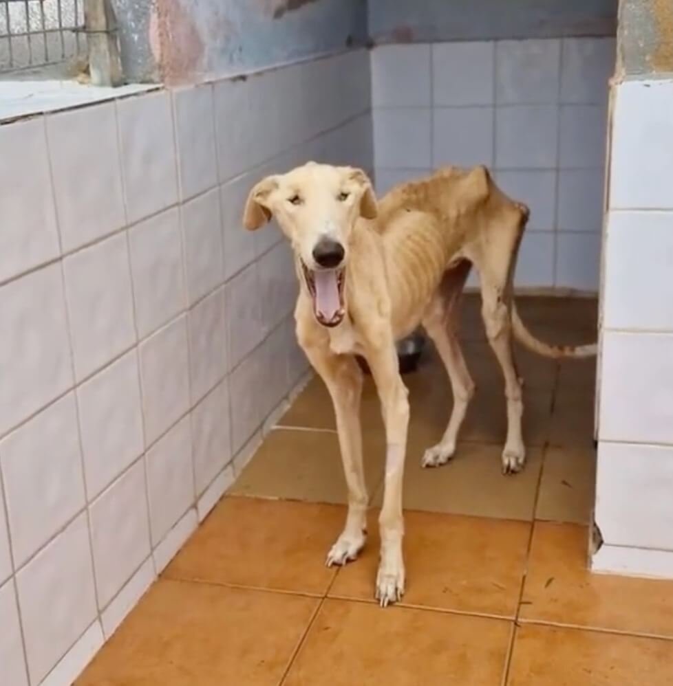 Valentine at the shelter