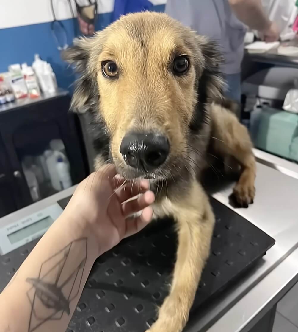 Zeus at the vet clinic