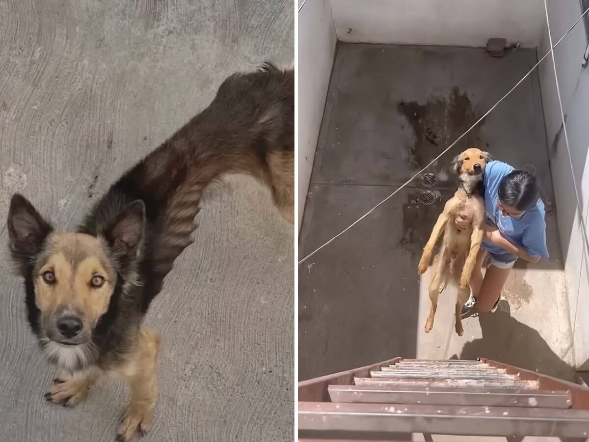 Zeus rescue story
