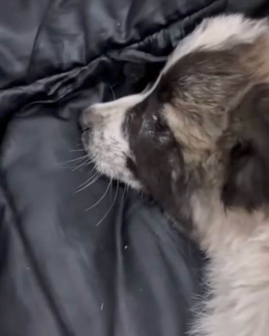 Princess on the coat that was her only comfort. Image credit - Dog Haven