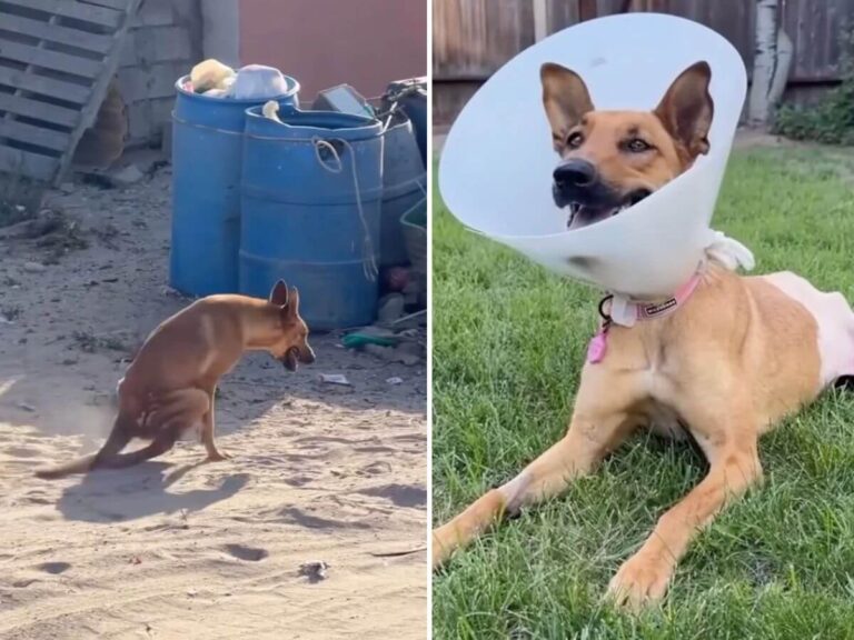 Birdie rescue story