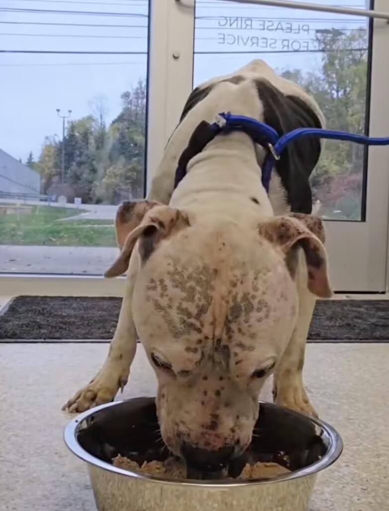Henry having his meal