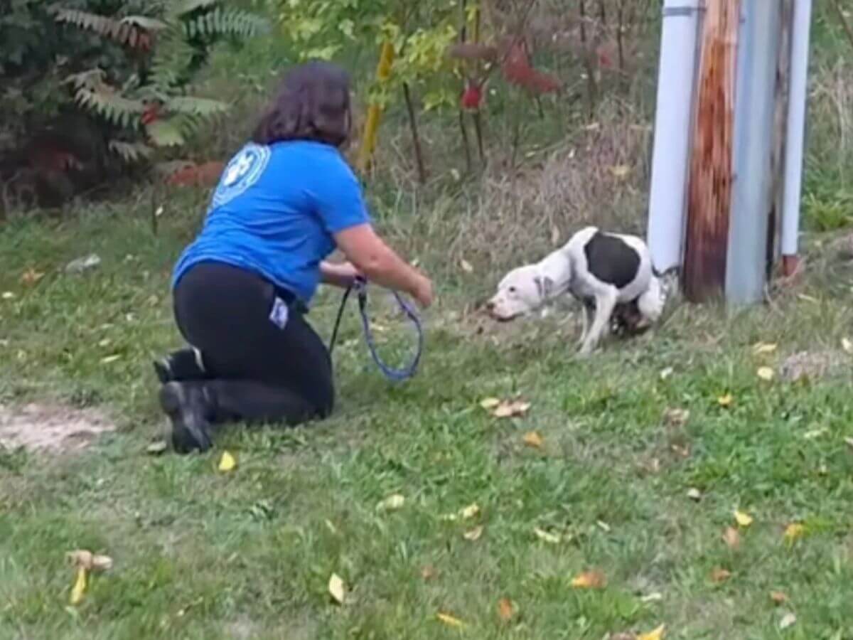 Henry rescue story