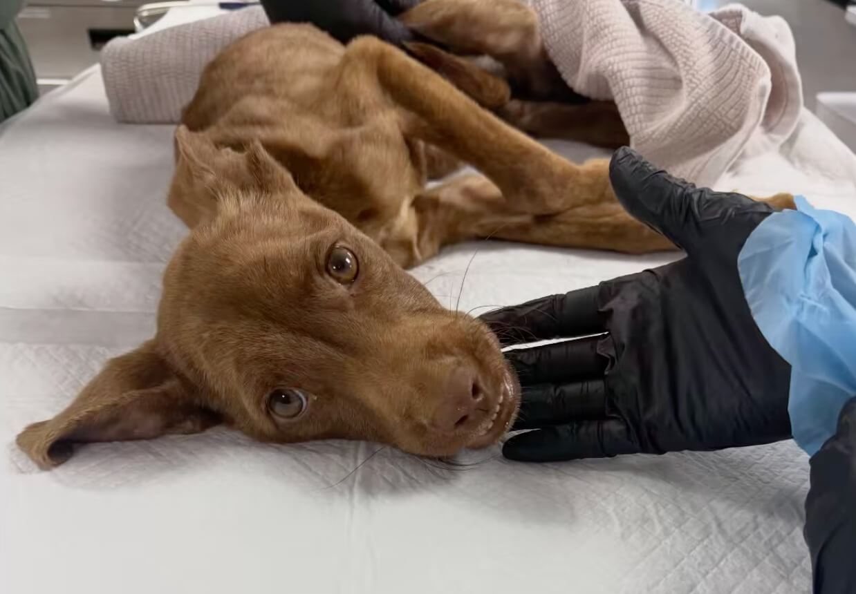 Rudy at the vet hospital