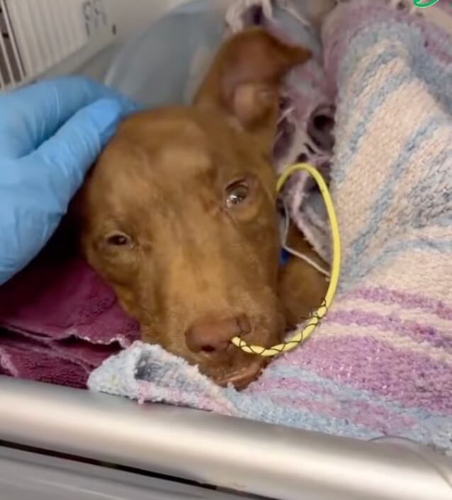 Rudy getting his treatments done