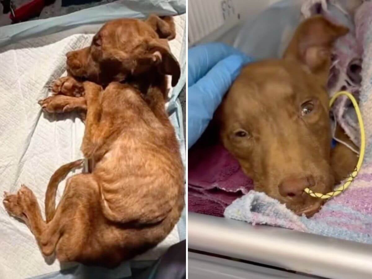 Rudy rescue story