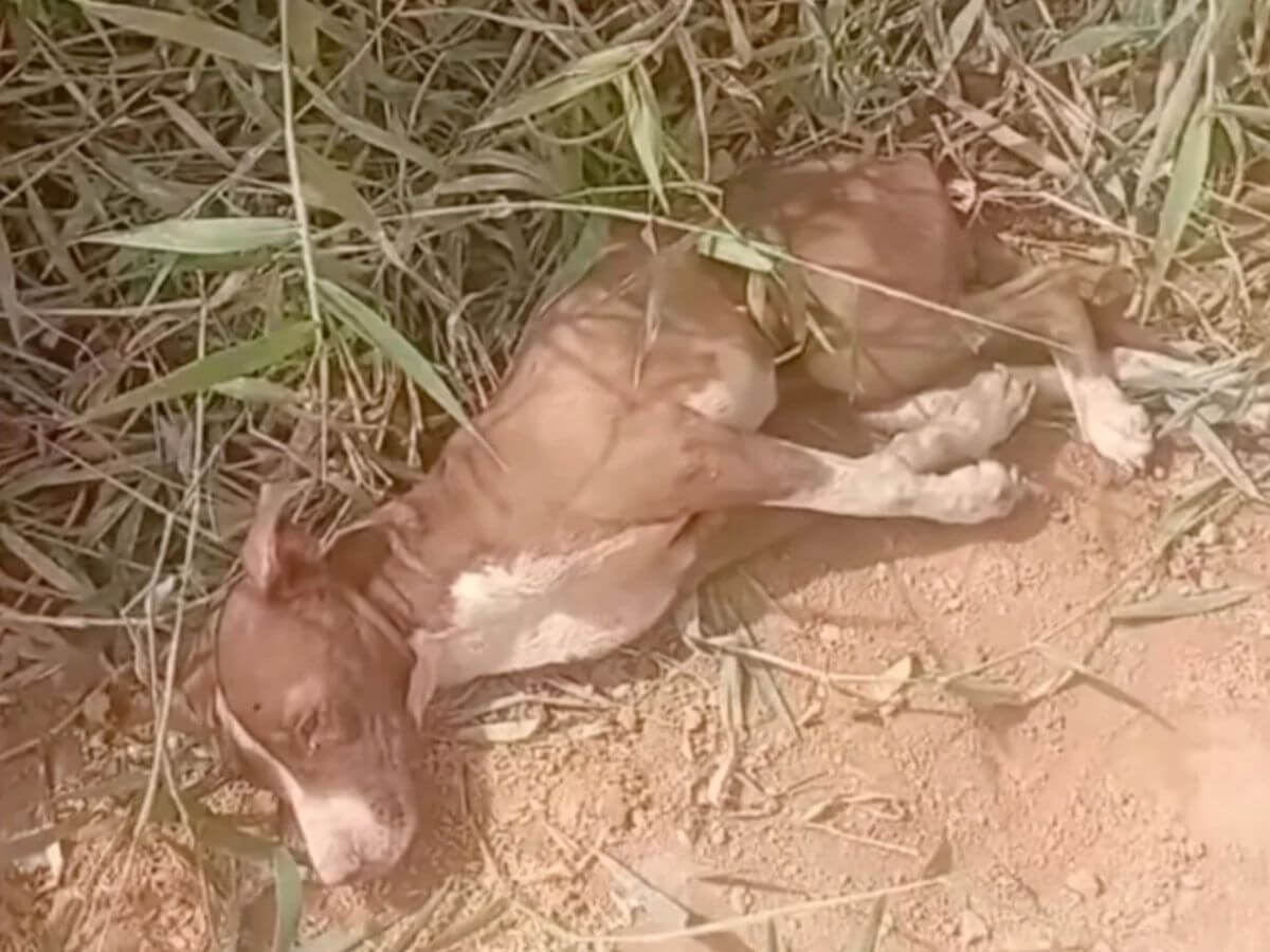 Stefany rescue story