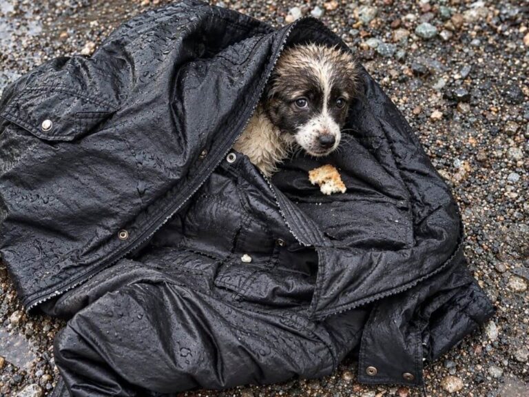 Frightened Puppy Kept Returning to a Coat in the Forest Until a Rescuer Carried Her Home